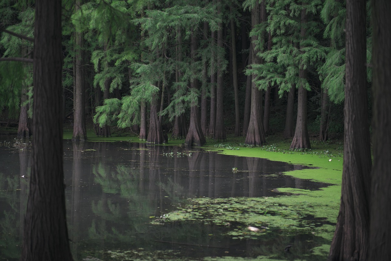 River forest landscape representing environmental stewardship